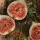 Fico Aromatico